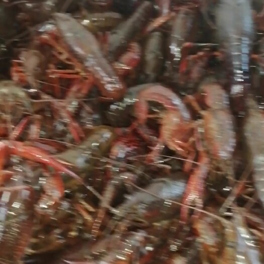 全椒县红壳小龙虾 6～9