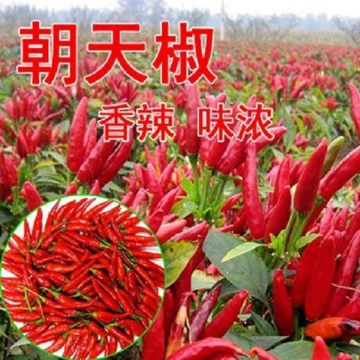 邵东市 春季【辣椒种子】四季蔬菜种子室内阳台盆栽朝天椒种子红辣椒菜籽