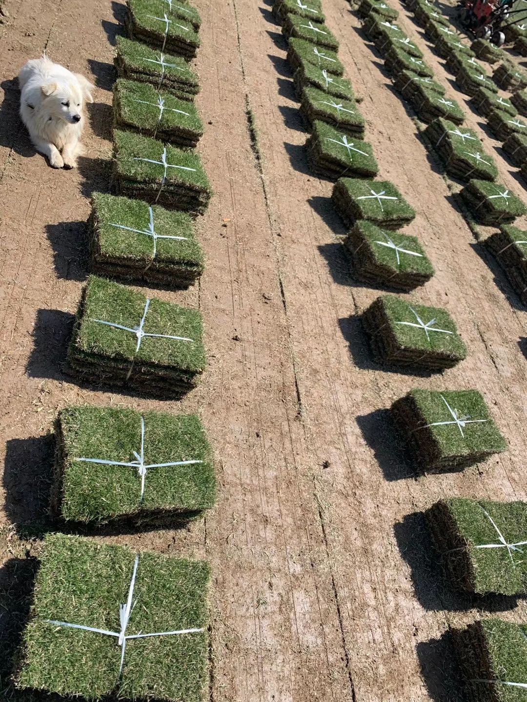马尼拉草皮 精品马尼拉，百慕大，果岭草，混播黑麦草，以及树苗