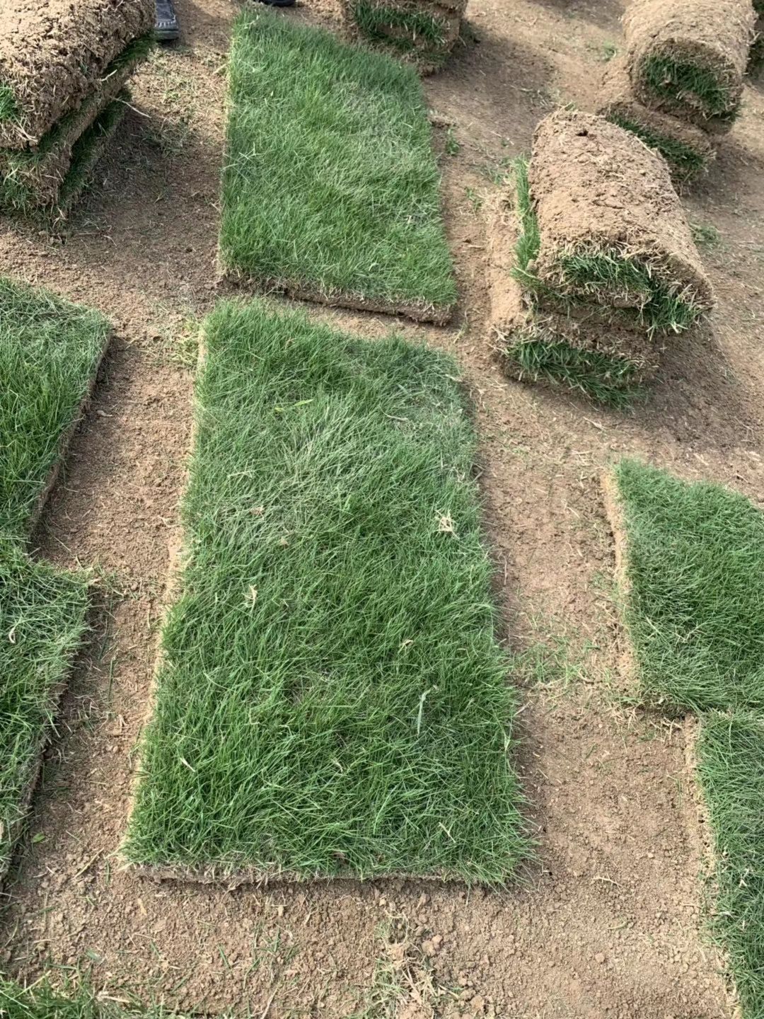 马尼拉草皮 精品马尼拉，百慕大，果岭草，混播黑麦草，以及树苗