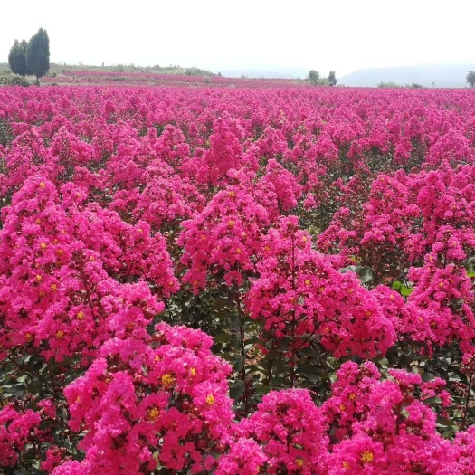 常州美国红叶紫薇小苗、木本花海工程树苗圃基地直供