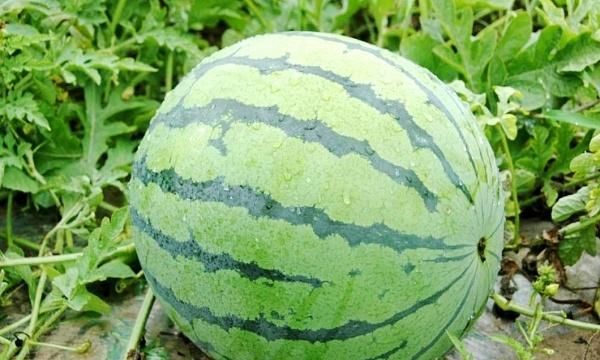 夏邑8424西瓜真实报价