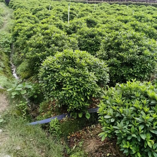 阳朔县毛杜鹃 1~1.5米