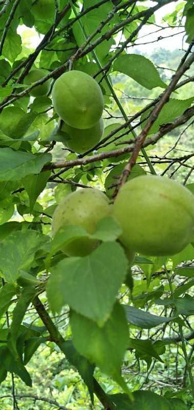 东兰县 青梅