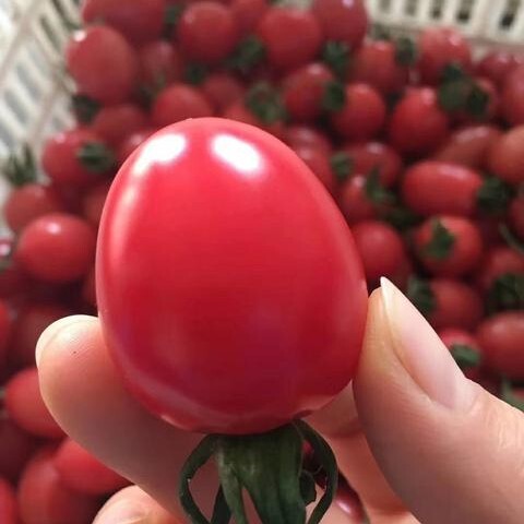 泰安 泰安精品圣女果