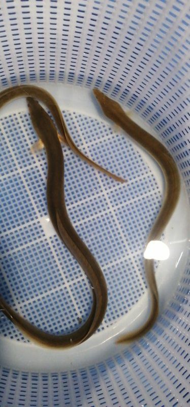  白鳗鱼苗 白鳝苗 河鳗  青鳝  淡水鳗鱼（大规格30公分）