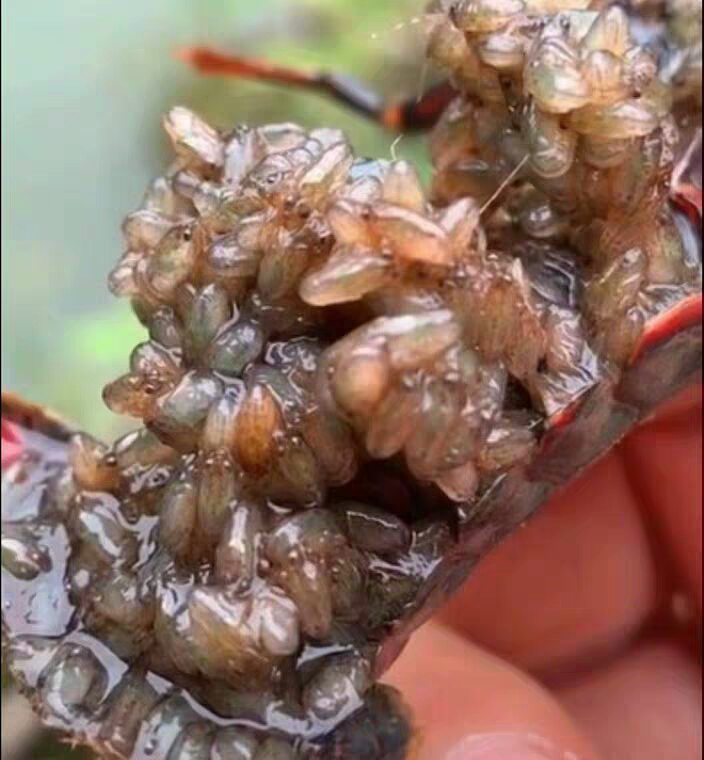  包邮小龙虾苗种虾抱卵青虾活体虾淡水养殖龙虾苗优质苗种基地培育