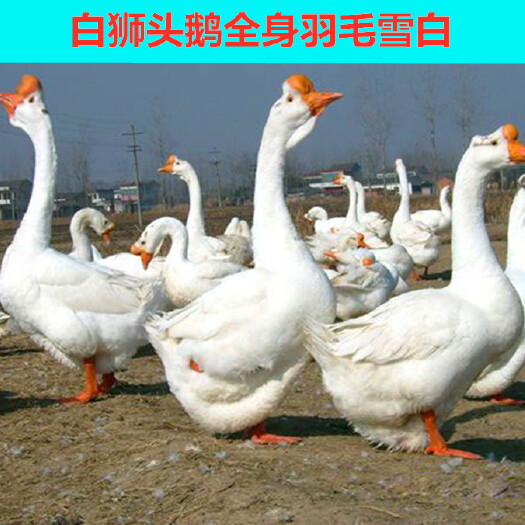 沭阳县 精品鹅苗，价格美丽
