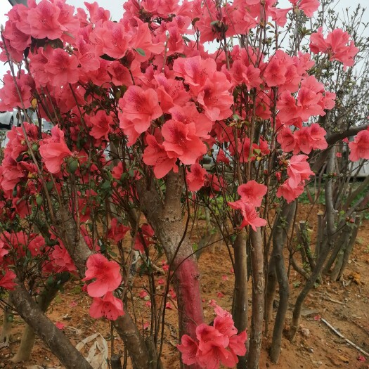 铅山县 《杨氏盆景》长期大量出售各种规格国旗红老桩映山红
