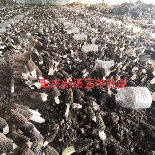 重庆市 优质羊肚菌菌种