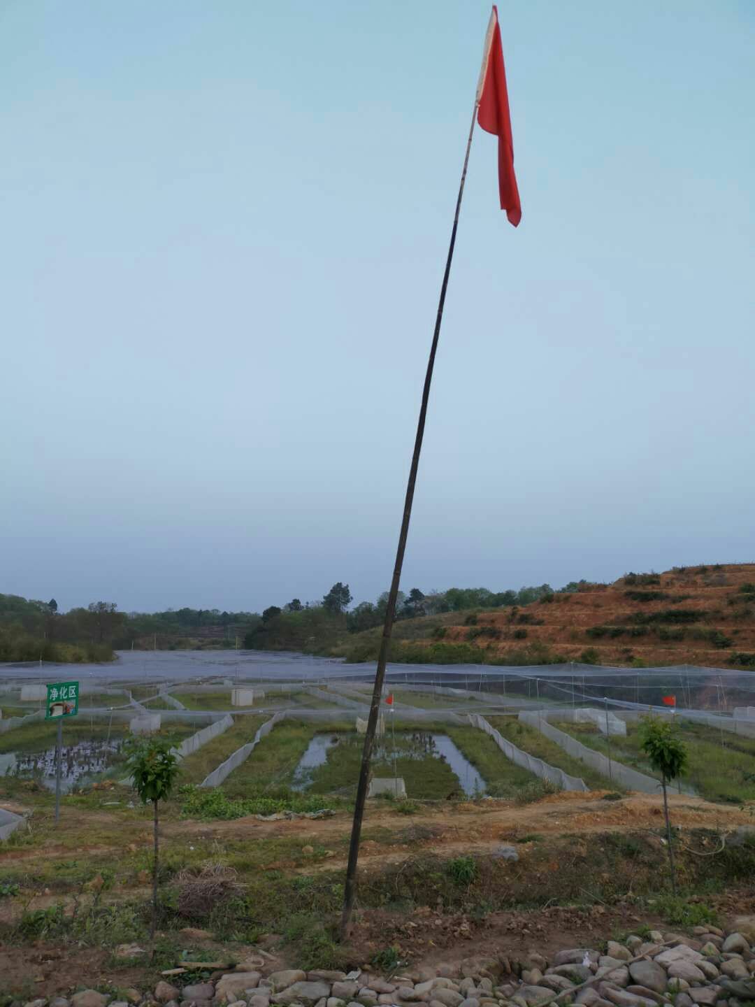 黄鳝苗  ，抗病力强，成活率高，生长速度快