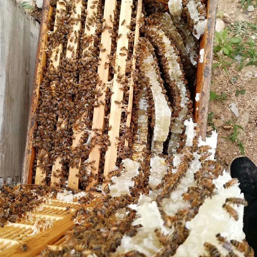 凤城市槐花蜜 2年 42 本品不能代替药物
