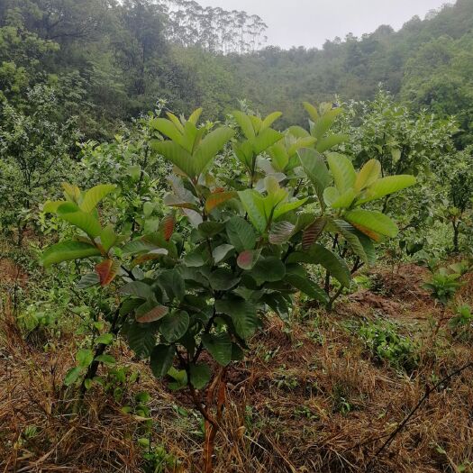 广州四季珍珠番石榴苗 三年树，刚挂果