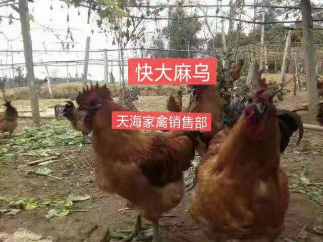 沐川县快大型麻羽乌鸡苗 快大型麻羽乌鸡