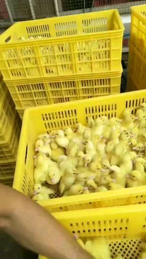 南宁 鸭苗 白鸭苗