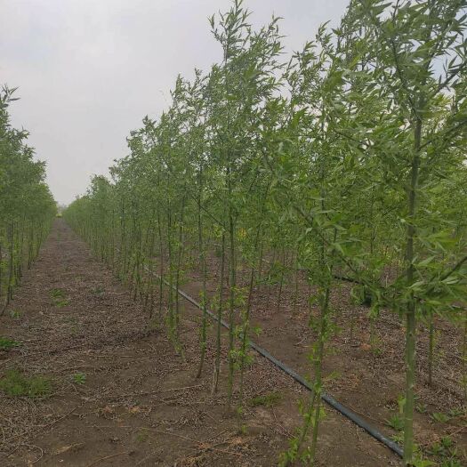邳州市 出售柳树 青柳 当年苗柳树