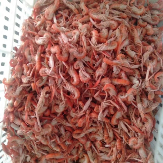 滨州东海鳌虾 鳌虾，熟虾，可即食