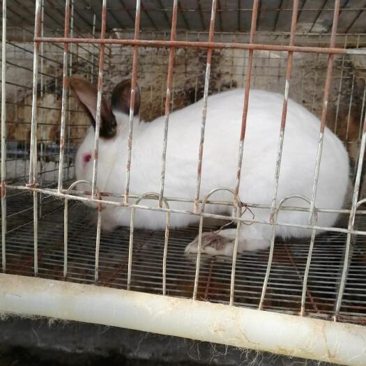 兰州獭兔种兔 种兔大量出售，有意者联系