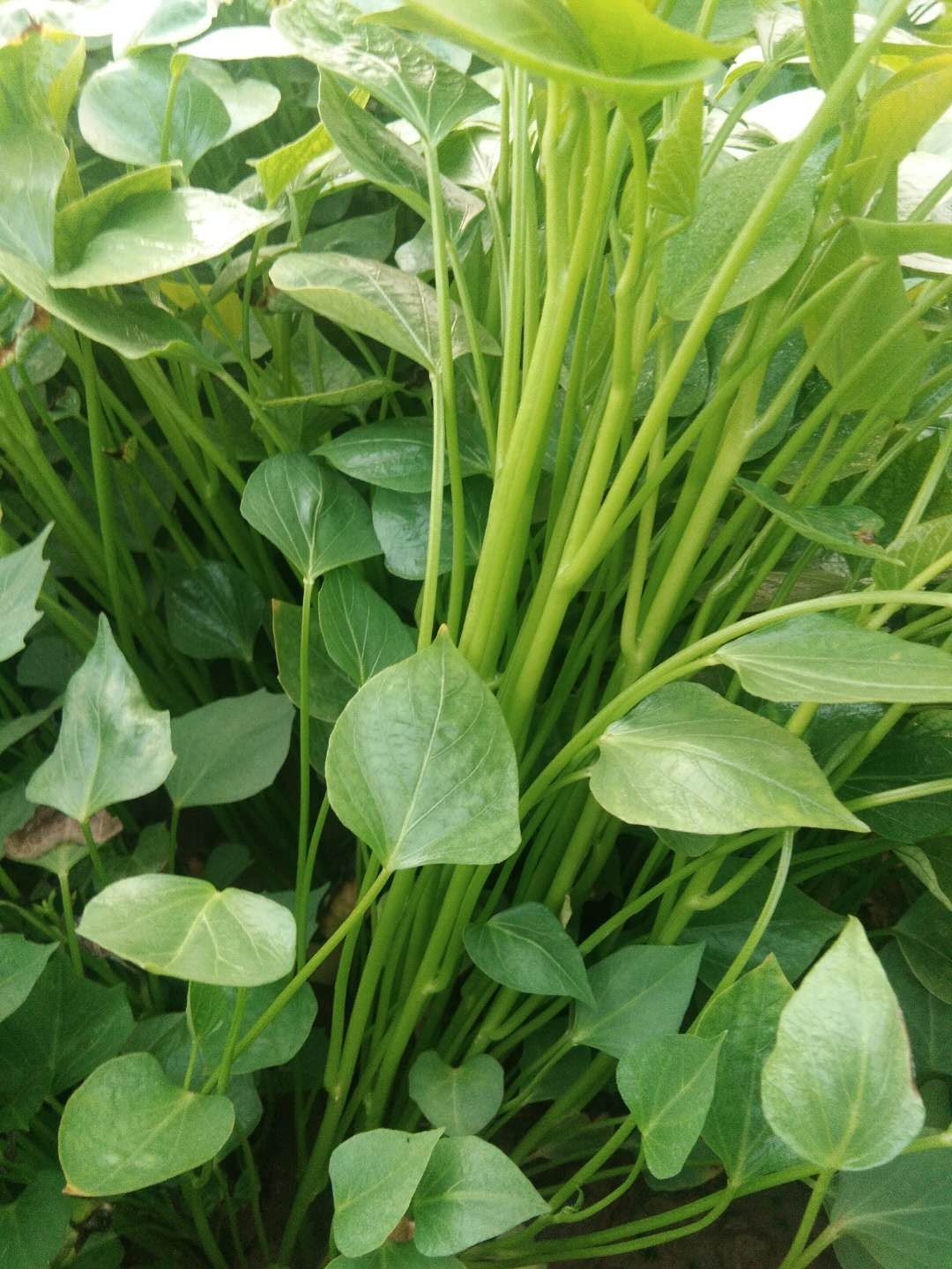 西瓜红红薯苗 脱毒原种红薯苗，商薯19，龙九，西瓜红，株高25-35厘米，