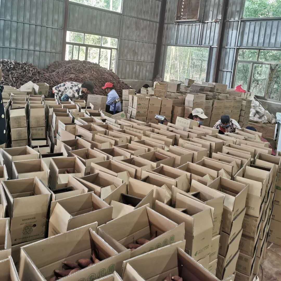  红蜜薯新鲜红薯糖心 桥头地瓜红薯六鳌番薯蜜薯山芋小香薯