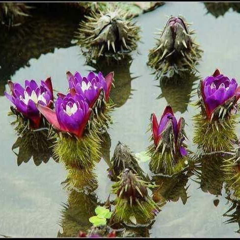 南京 【芡实种子】水生植物种子 芡实鸡头种子 鸡头米 芡实鸡头米池