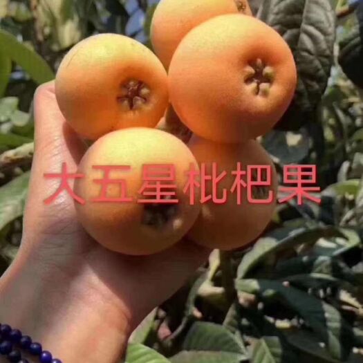灵山县大五星枇杷苗 五星枇杷苗