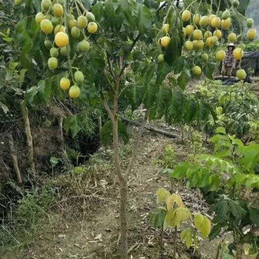 灵山县 黑黄皮果苗