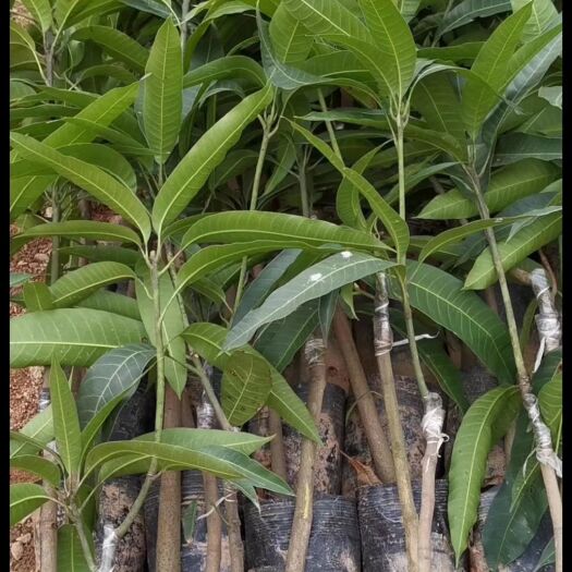 灵山县贵妃芒果苗 贵妃苗