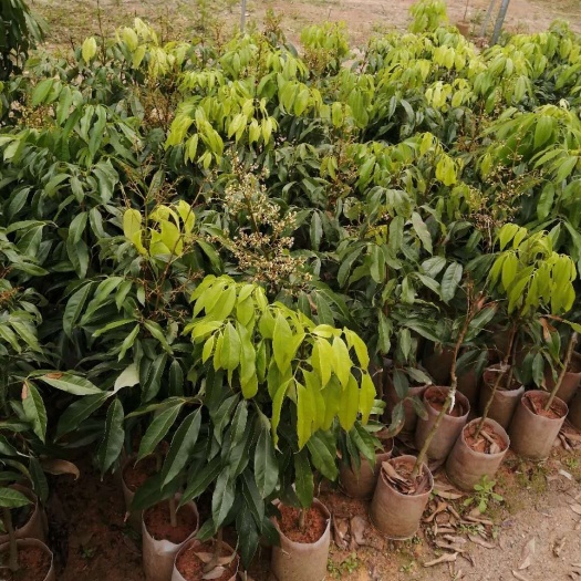 灵山县 无核荔枝苗