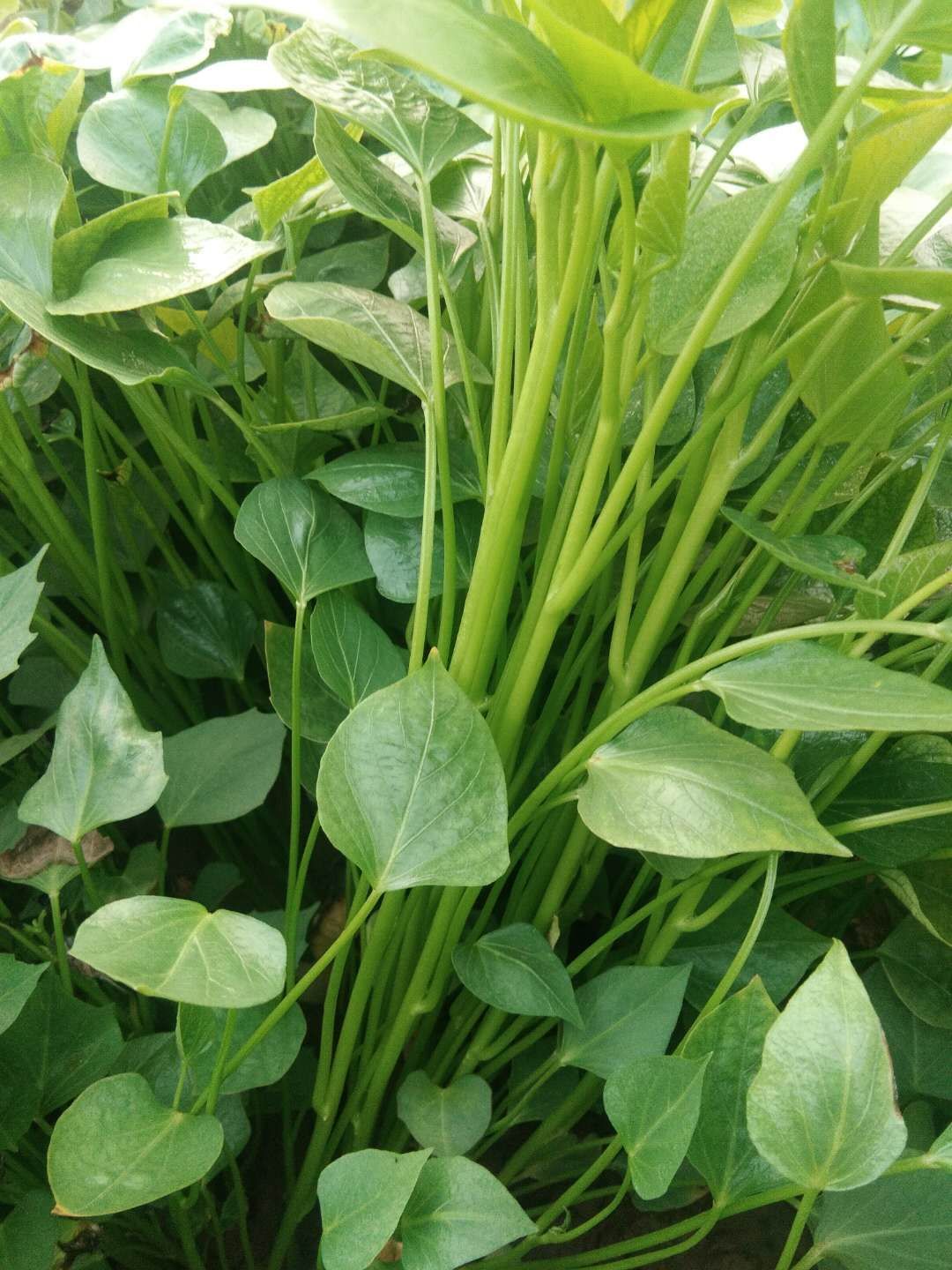 西瓜红红薯苗 脱毒原种红薯苗，商薯19，龙九，西瓜红，株高25-35厘米，