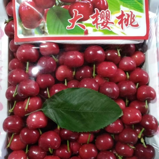沂水县红灯樱桃 山东红宝石 红灯 美早 早大需要联系咨询全国发货