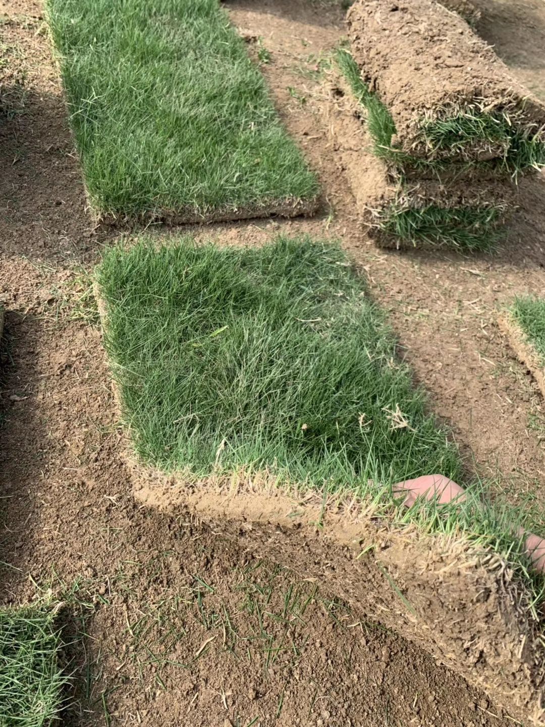 马尼拉草皮 精品马尼拉，百慕大，果岭草，混播黑麦草，以及树苗