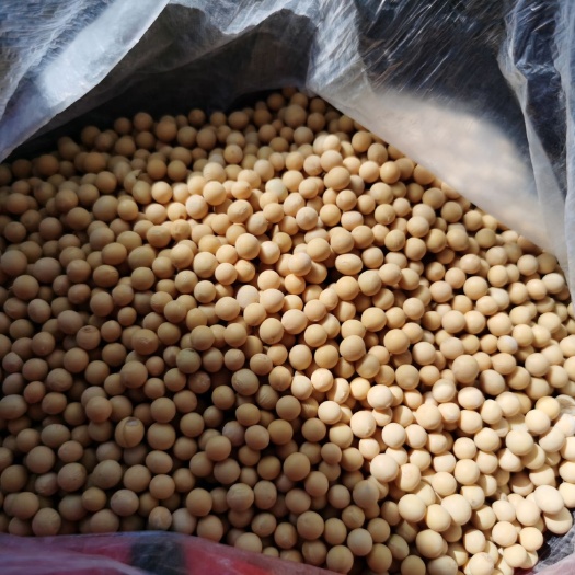张家口小粒黄豆 生大豆 1等品
