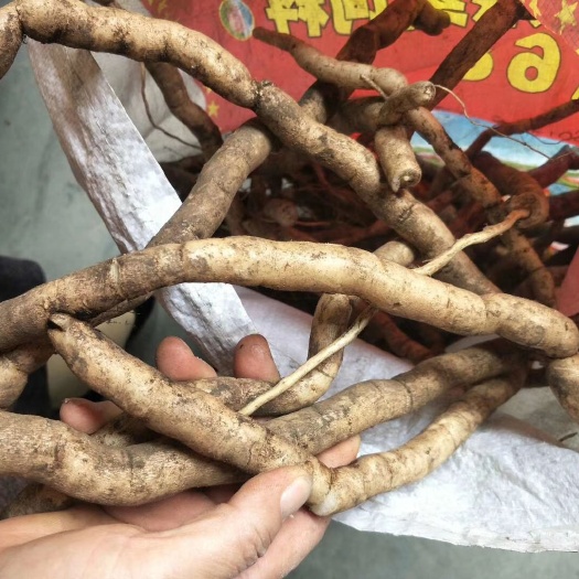 乐业县 黄花倒水莲