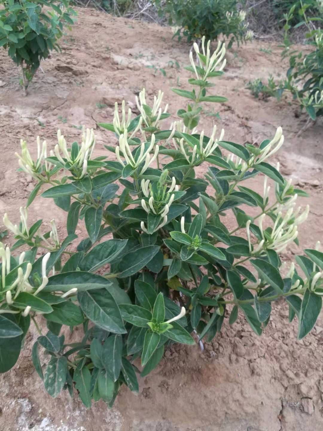  北花一号