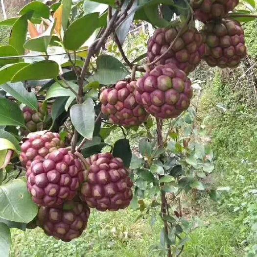 灵山县 黑老虎苗