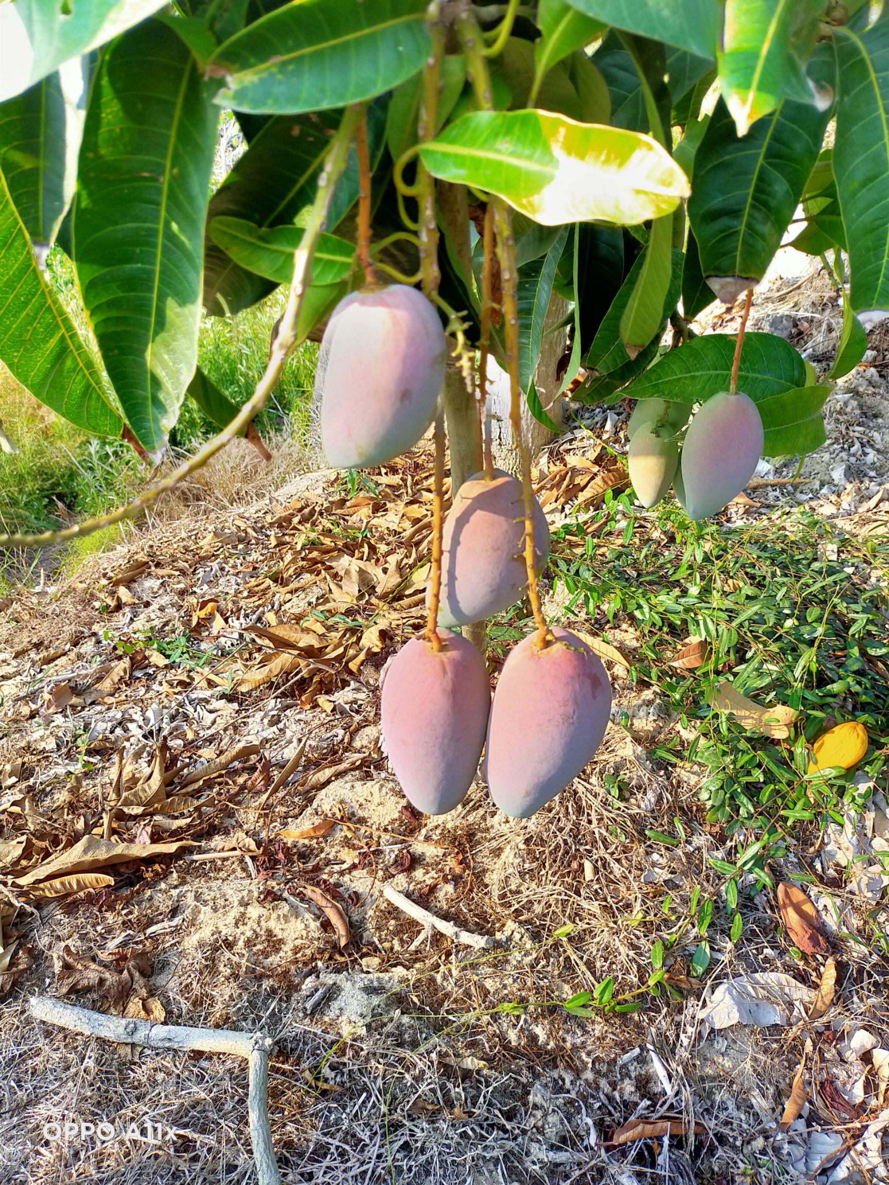 贵妃芒 2两以上