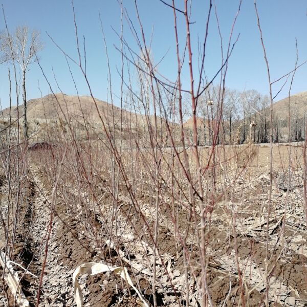  出售山杏苗，可占地，可栽种