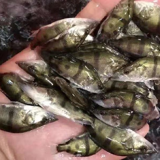南宁 广西南宁良种鱼苗繁殖场
