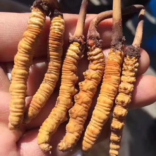香格里拉 香格里拉冬虫夏草，海拔3500米以上的虫草，货真价实，假一