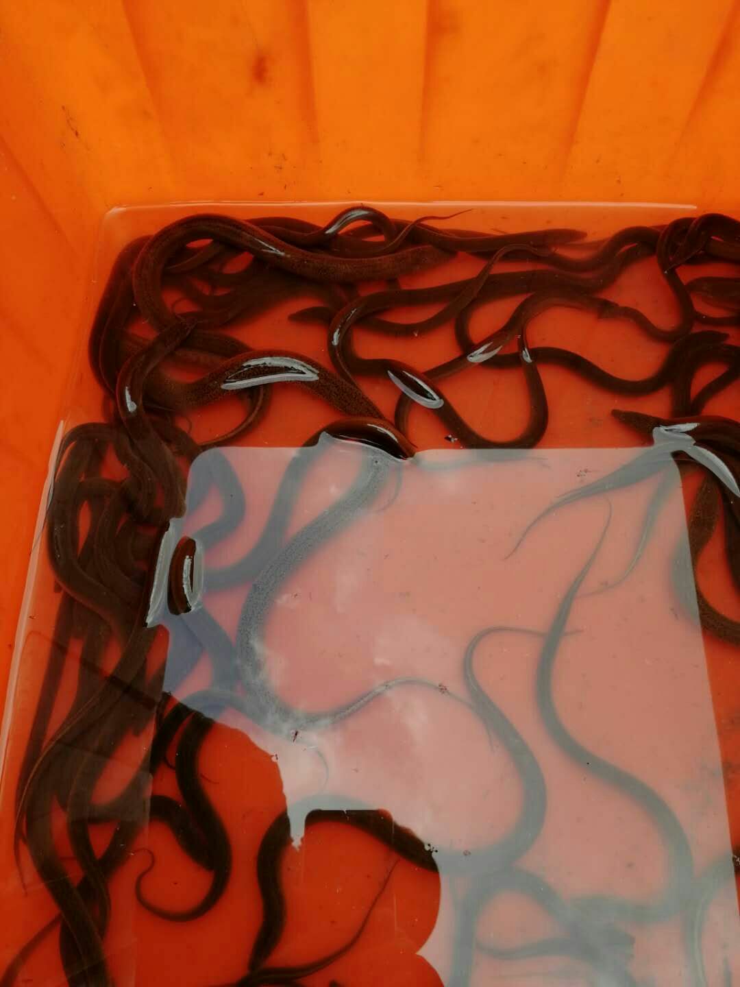 黄鳝苗  ，抗病力强，成活率高，生长速度快