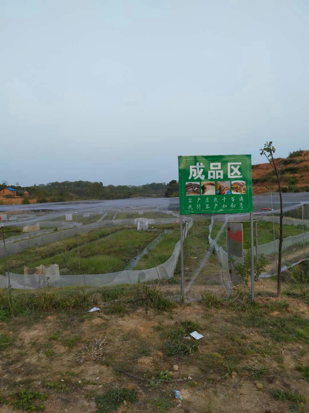 黄鳝苗  ，抗病力强，成活率高，生长速度快