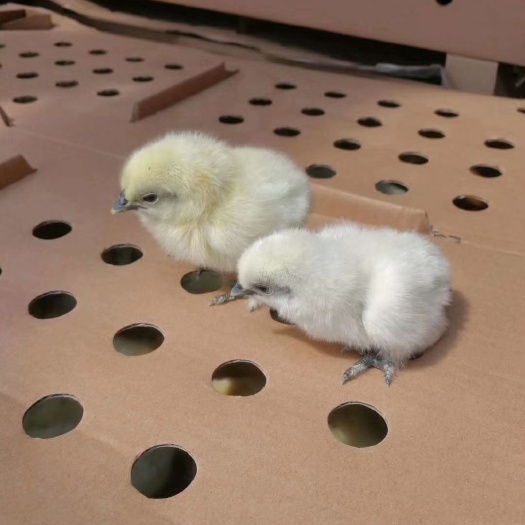 昆明白凤乌鸡苗 白凤乌鸡