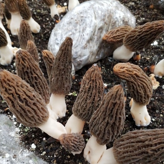 重庆市 我们只做一件事，生产优质的羊肚菌菌种