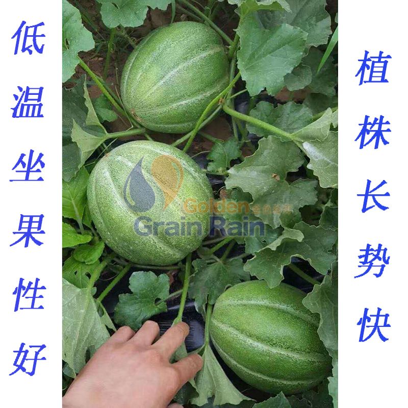  红心雷甜瓜种子肉质酥脆口感清香适应性好抗病性好低温坐果性好