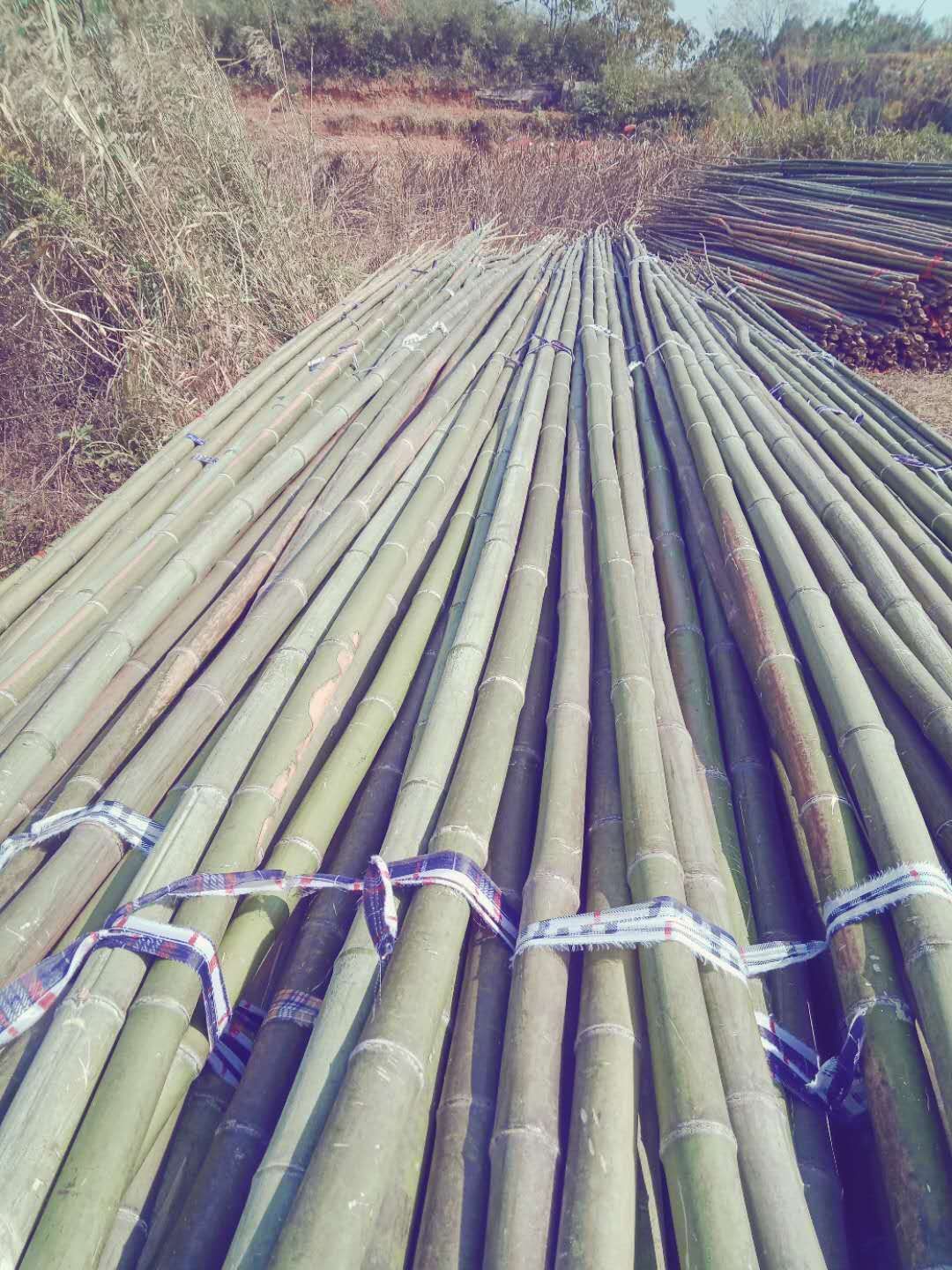 江西豆角架竹竿冬瓜架番茄架烟杆旗杆竹绿化杆丝瓜架竹竿