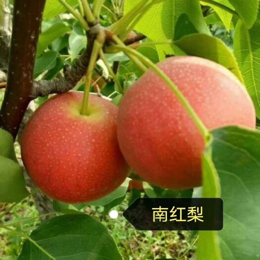 营口红南果梨树苗 南红梨