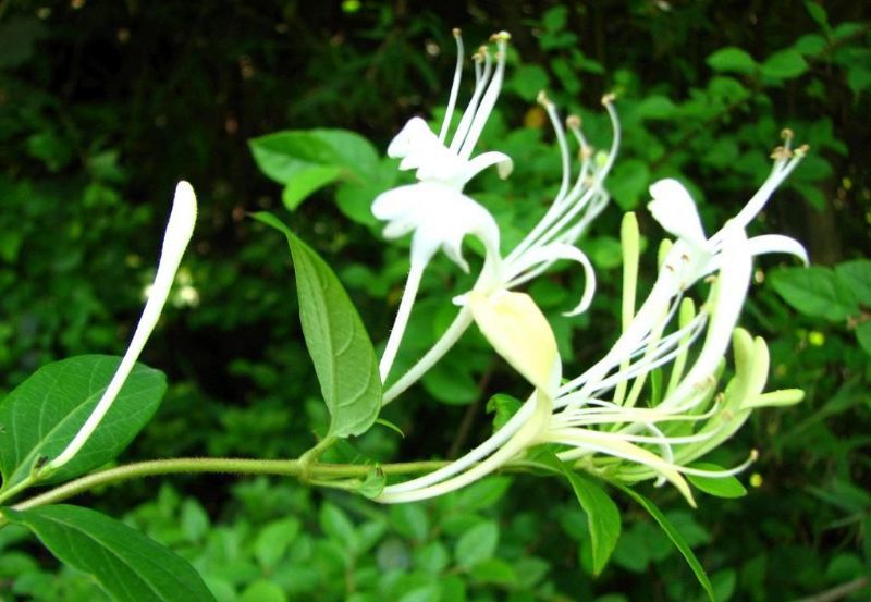  金银花 （山里货）