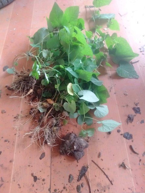 荔波县蛇莲 九月生草药