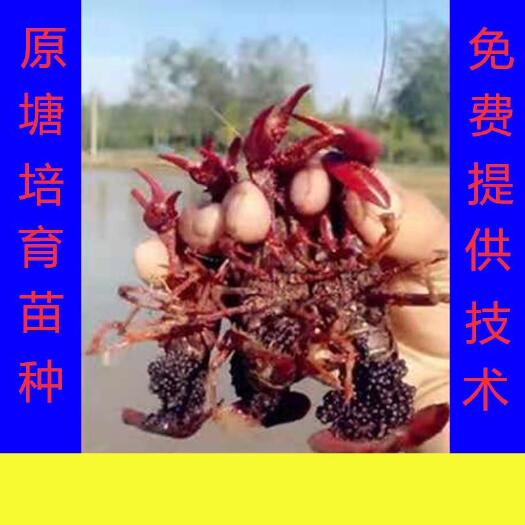 沭阳县 包邮小龙虾苗种虾抱卵青虾活体虾淡水养殖龙虾苗优质苗种基地培育